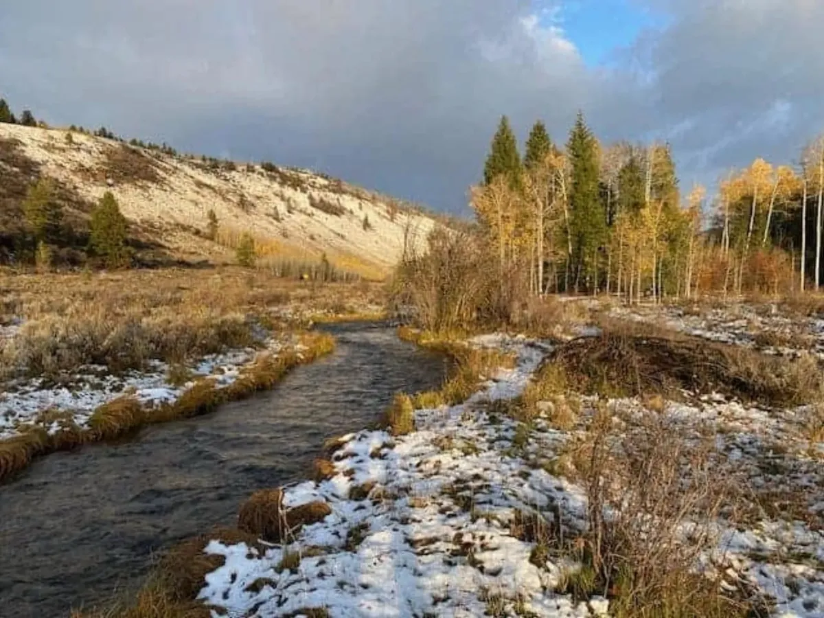 Scenic creek winding through fall aspens along the Northside Trail in Teton Valley